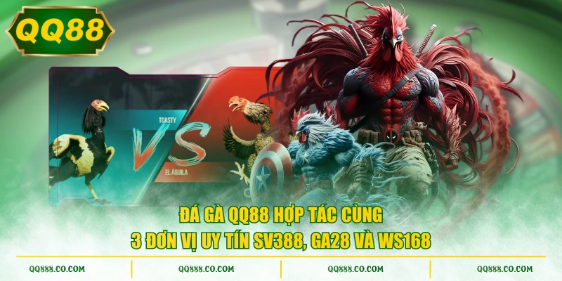 Đá gà QQ88 hợp tác cùng 3 đơn vị uy tín SV388, GA28 và WS168