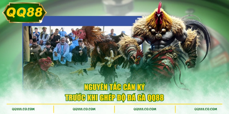 Nguyên tắc cân ký trước khi ghép độ đá gà QQ88